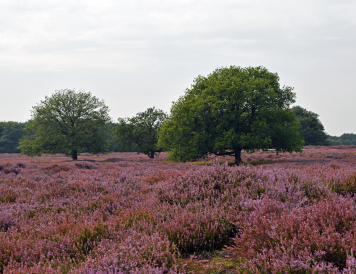 Heide-Bosch-Rijck