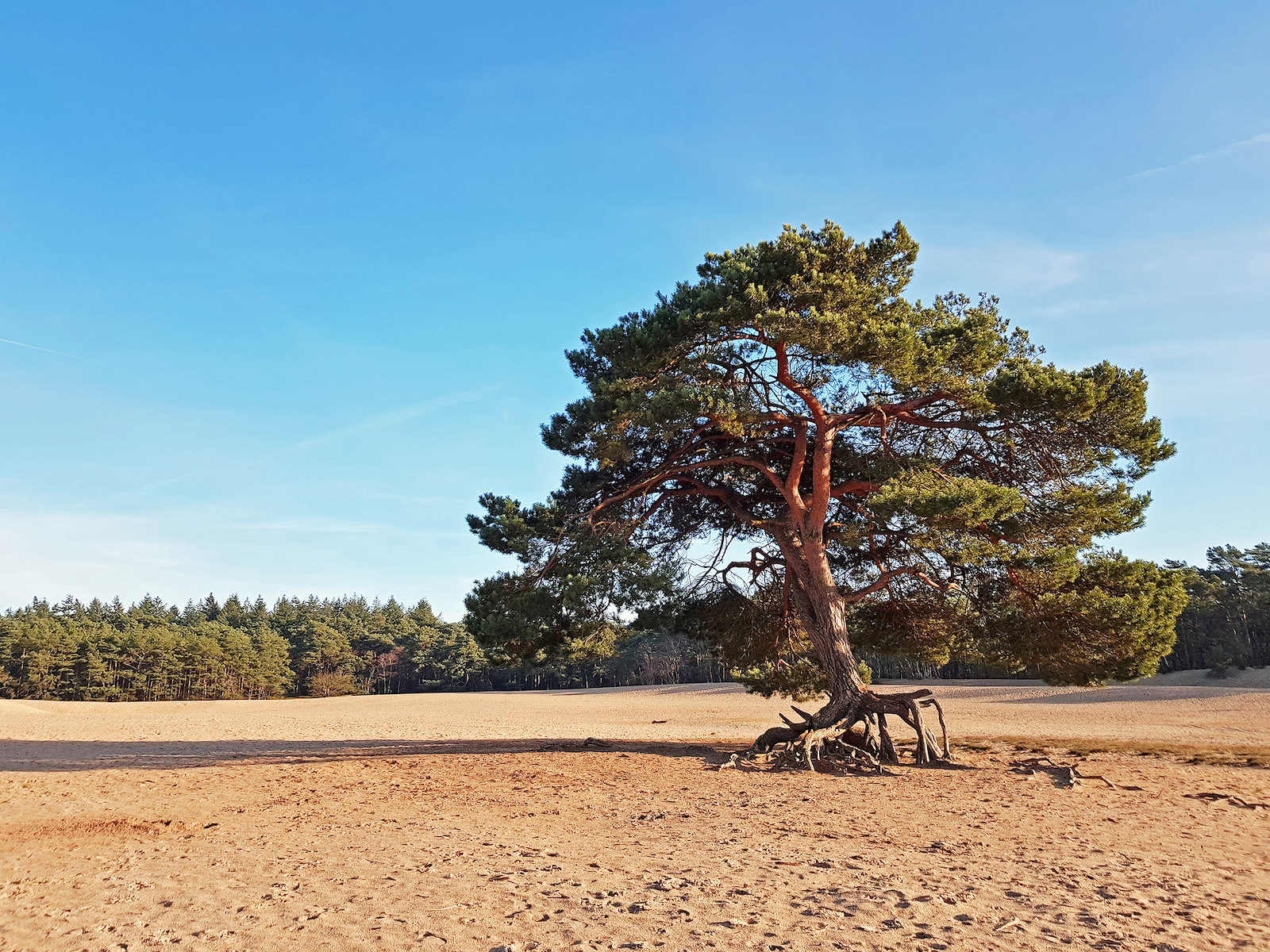 Soesterduinen - Soesterberg